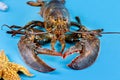 Fishing business. A live lobster with starfish on blue background