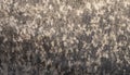 Fishing camouflage background of solver carp fish scale skin