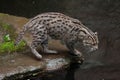 Fishing cat Prionailurus viverrinus. Royalty Free Stock Photo