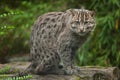 Fishing cat Prionailurus viverrinus. Royalty Free Stock Photo