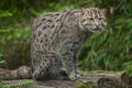 Fishing cat Prionailurus viverrinus. Royalty Free Stock Photo