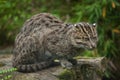 Fishing cat Prionailurus viverrinus. Royalty Free Stock Photo