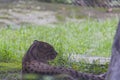 A fishing cat sitting peacefully in wilderness. The fishing cat lives foremost in the vicinity of wetlands, along rivers, streams