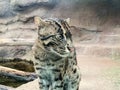 Fishing Cat stock photo Royalty Free Stock Photo