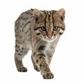A Fishing Cat walking towards the camera, isolated Royalty Free Stock Photo