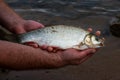 Fishing and catching a Ide or orfe in the river the IJsse Royalty Free Stock Photo