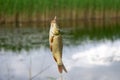 Fishing Caught crucian carp on a hook Royalty Free Stock Photo
