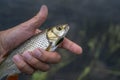 Chub fish in hand of fisherman above water.