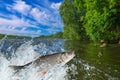 Chub fish jumping with splashing in water