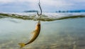 Fishing. Close-up shut of a fish hook under water Royalty Free Stock Photo