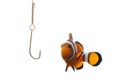 Fishing a Clown Royalty Free Stock Photo