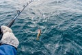 Fishing cod during boat trip, Iceland Royalty Free Stock Photo