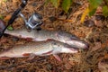 Freshwater pike fish. Two freshwater pike fish and fishing rod with reel on yellow leaves at autumn time Royalty Free Stock Photo