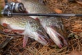 Freshwater pike fish. Two freshwater pike fish and fishing rod with reel on yellow leaves at autumn time Royalty Free Stock Photo