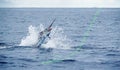 Sailfish jumping, sportfishing in costa rica