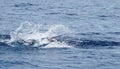 Sailfish jumping, sportfishing in costa rica