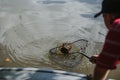 Fishing crab caught in net Royalty Free Stock Photo