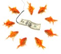 Fishing with dollar note Royalty Free Stock Photo