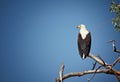 Fishing eagle Royalty Free Stock Photo