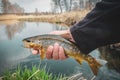 Fishing - fisherman catch trout on river Royalty Free Stock Photo