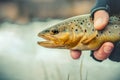 Fishing - fisherman catch trout on river Royalty Free Stock Photo