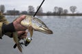 Fisherman is holding pike fish trophy in hand Royalty Free Stock Photo