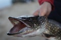 Fishing. Fisherman and trophy . Open-mouthed large pike in the angler`s Royalty Free Stock Photo