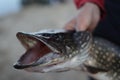 Fishing. Fisherman and trophy . Open-mouthed large pike Royalty Free Stock Photo