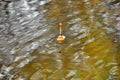 Fishing float floating in the river Royalty Free Stock Photo