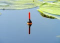 Fishing float among the leaves of water lilies in the Dnieper river Royalty Free Stock Photo