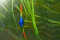 Fishing float in reflection in the water on the lake close-up Royalty Free Stock Photo