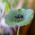 Fishing fly beetle handmade on a green leaf. Close-up Royalty Free Stock Photo