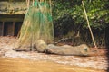 Fishing with a fyke during low tide in vietnam, mekong delta