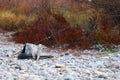 Fishing gear and pole on rocks in front of foliage at the river Royalty Free Stock Photo