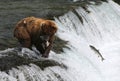 Fishing Grizzly bear Royalty Free Stock Photo