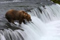 Fishing Grizzly bear Royalty Free Stock Photo