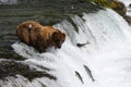 Fishing Grizzly bear Royalty Free Stock Photo