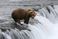 Fishing Grizzly bear Royalty Free Stock Photo