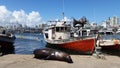 Fishing Harbor And One Sea Lion In Punta Del Este Royalty Free Stock Photo