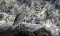 Fishing Heron in the River Calder Royalty Free Stock Photo