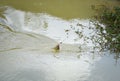 Fishing hook on the river - Sports fly fishing fisherman pulling off spinner close up shot of a fish hook underwater - Tilapia Royalty Free Stock Photo