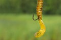 Fishing hook with silicone bait on green background with place for text. Royalty Free Stock Photo