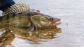 Fishing. I catch and release. Pike perch on freedom Royalty Free Stock Photo
