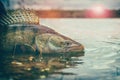 Fishing. I catch and release. Pike perch on freedom Royalty Free Stock Photo