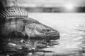 Fishing. I catch and release. Pike perch on freedom Royalty Free Stock Photo