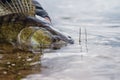 Fishing. I catch and release. Pike perch on freedom Royalty Free Stock Photo