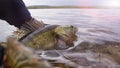 Fishing. I catch and release. Pike perch on freedom Royalty Free Stock Photo