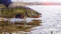 Fishing. I catch and release. Pike perch on freedom Royalty Free Stock Photo