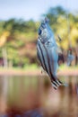 Fishing in India. Coral fish - sea fishing from shores Royalty Free Stock Photo