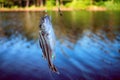 Fishing in India. Coral fish - sea fishing from shores Royalty Free Stock Photo